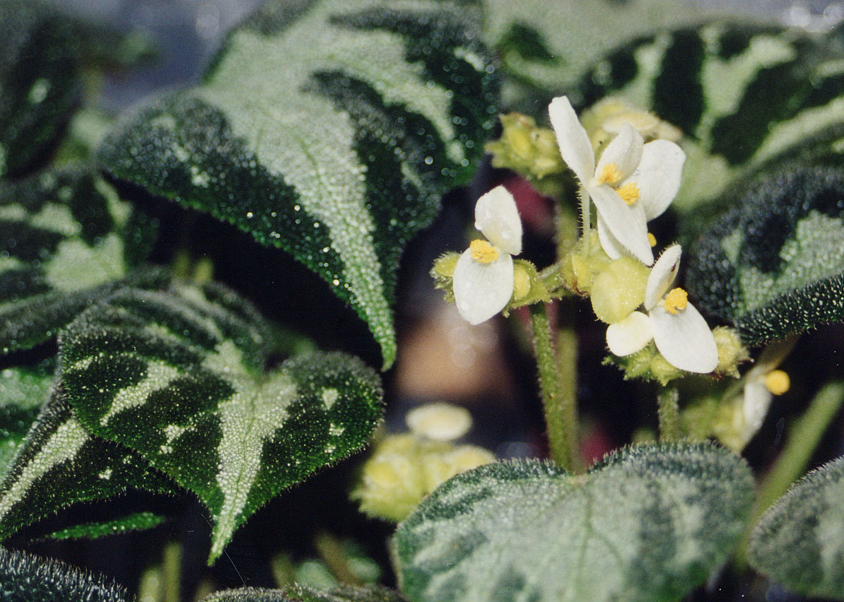 B. imperialis var. imperialis